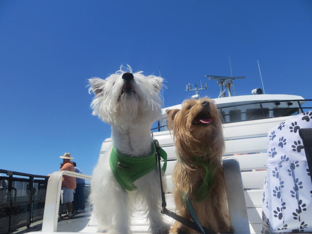 Promener son chien à bord d’un navire de Corsica Ferries
